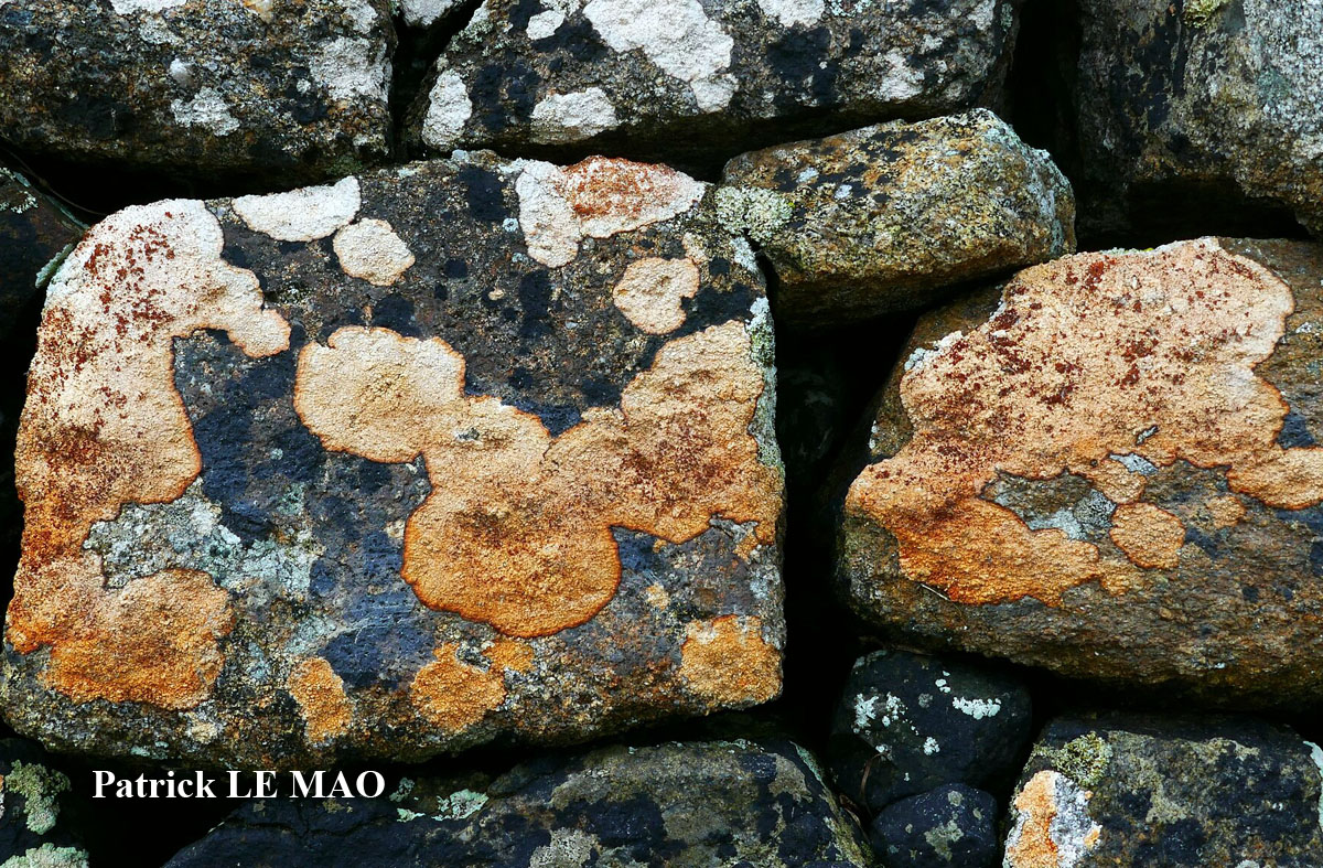 Pertusaria pseudocorallina (Lilj.) Arnold forme maritime à isidies rouges.